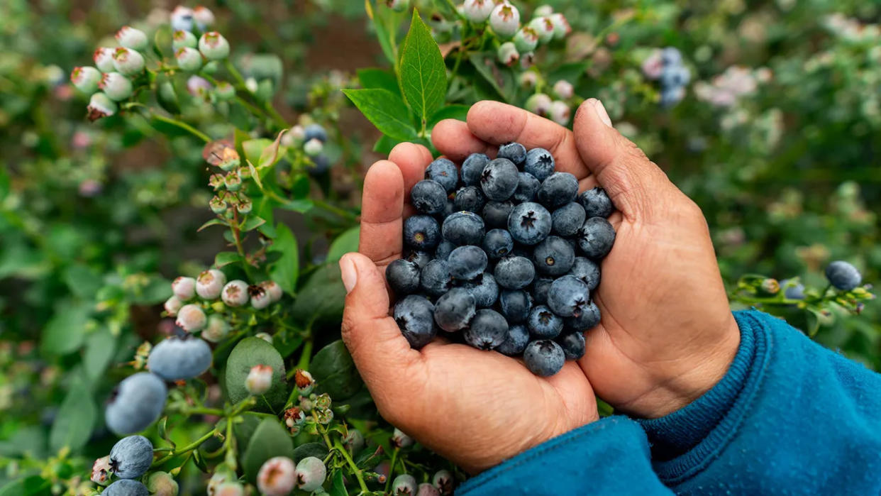 Close up of a farmer holding a handful of berries on the farm